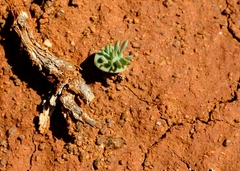 Eriospermum alcicorne