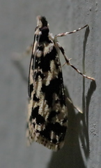 Eudonia aphrodes