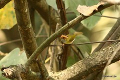 Abroscopus albogularis