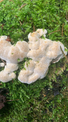 Polyporales