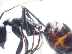 Camponotus natalensis
