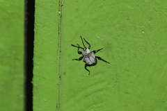 Cacodaemon tuberifer