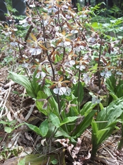 Calanthe discolor