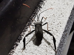 Acanthocephala alata