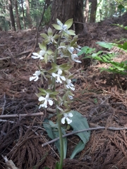 Calanthe discolor