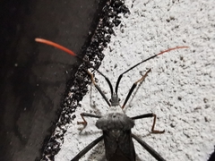 Acanthocephala alata