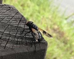 Volucella