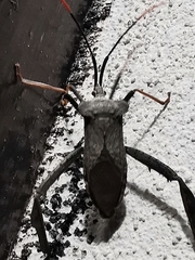 Acanthocephala alata