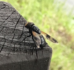 Volucella