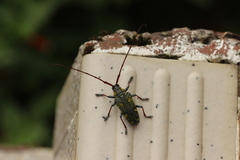 Cereopsius guttulatus