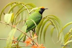 Chloropsis aurifrons