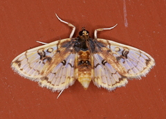Compacta hirtalis