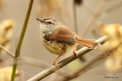 Prinia rufescens