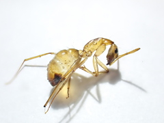 Camponotus importunus