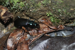 Chlaenius sabahensis