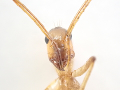 Camponotus importunus