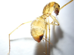Camponotus importunus