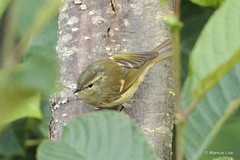 Phylloscopus pulcher