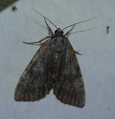 Catocala habilis