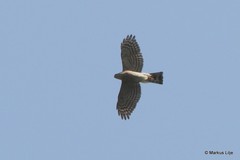 Accipiter virgatus