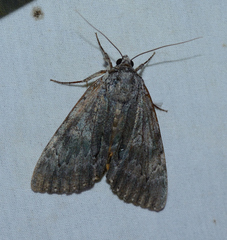 Catocala habilis