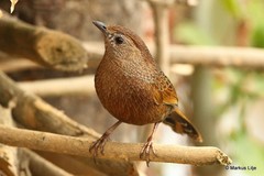 Trochalopteron imbricatum