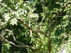 Pycnonotus sinensis