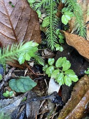 Elatostema obtusum trilobulatum