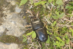 Serrognathus thoracicus