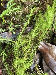 Lateristachys lateralis