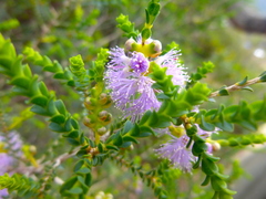 Melaleuca gibbosa