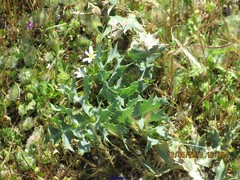 Trifolium cernuum