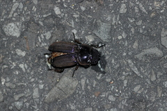 Serrognathus thoracicus