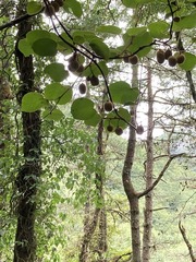 Actinidia setosa