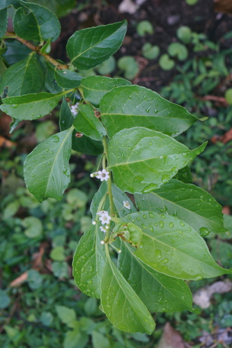 How to identify Ilex kusanoi Hayata