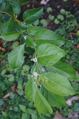 Ilex kusanoi