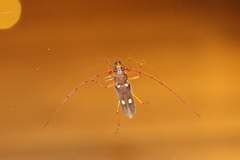 Eburiomorpha guttata