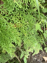 Selaginella labordei