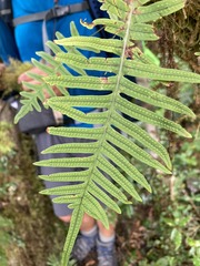 Polypodiodes amoena