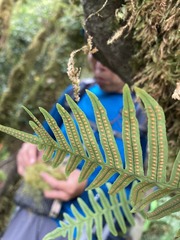 Polypodiodes amoena
