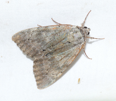 Catocala habilis