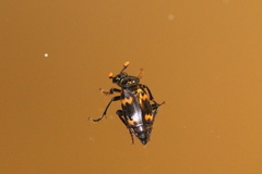 Nicrophorus podagricus