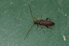 Noserius ovatipennis