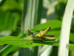 Hieroglyphus tonkinensis