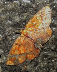 Melinodes