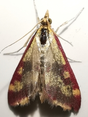 Pyrausta sanguinalis