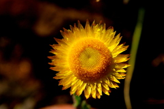 Helichrysum aureum