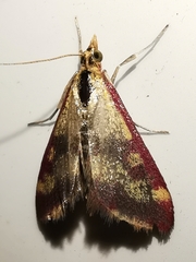 Pyrausta sanguinalis