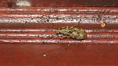 Mecocerini