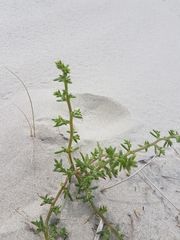 Salsola kali kali
